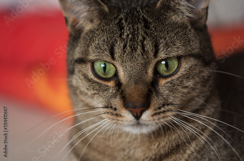cute cat with green eyes portrait