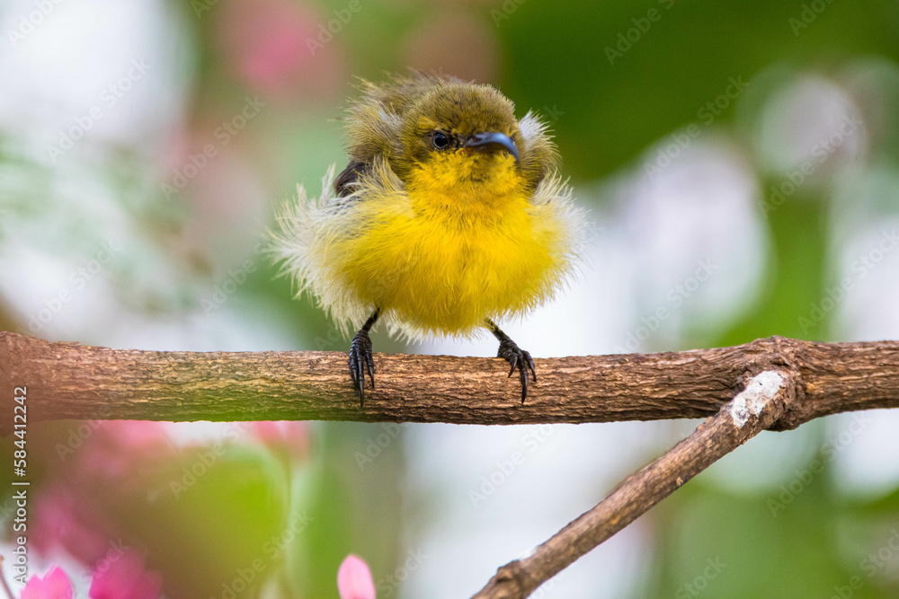 Obraz premium animal, bird, red, olive, sunbird, small, cinnyris jugularis, flower, honeyeater, yellow - bellied, nectar, bill, throat, curved, olive - backed, colorful, wild, blue, nature, green, wildlife, beautif