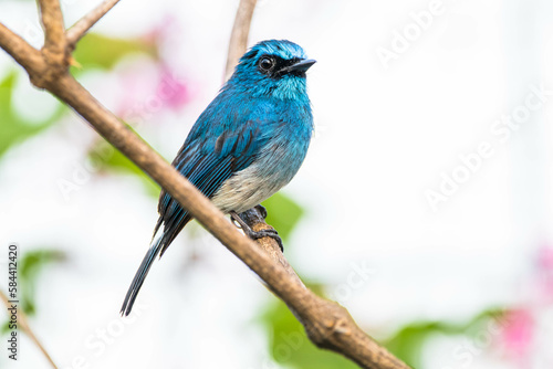 The indigo flycatcher (Eumyias indigo) is a species of bird in the Old World flycatcher family Muscicapidae. It is found in Indonesia © lessysebastian