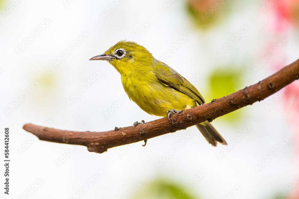 The Javan white-eye (Zosterops flavus) is a bird species in the family Zosteropidae that occurs in Java and Borneo The Javan white-eye (Zosterops flavus) is a bird species in the family Zosteropidae that occurs in Java and Borneo