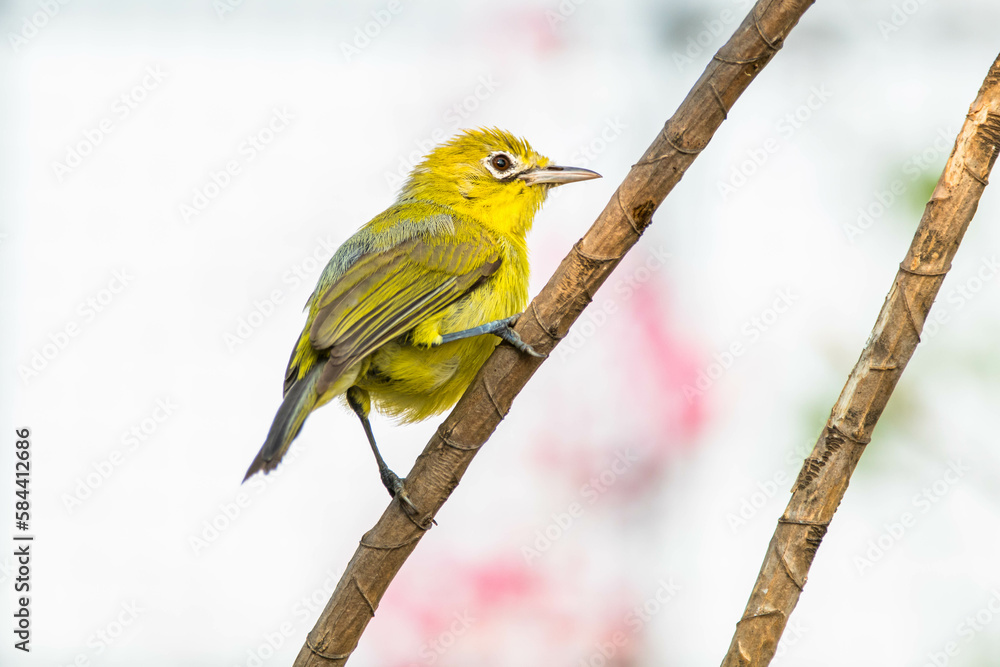 Obraz premium The Javan white-eye (Zosterops flavus) is a bird species in the family Zosteropidae that occurs in Java and Borneo