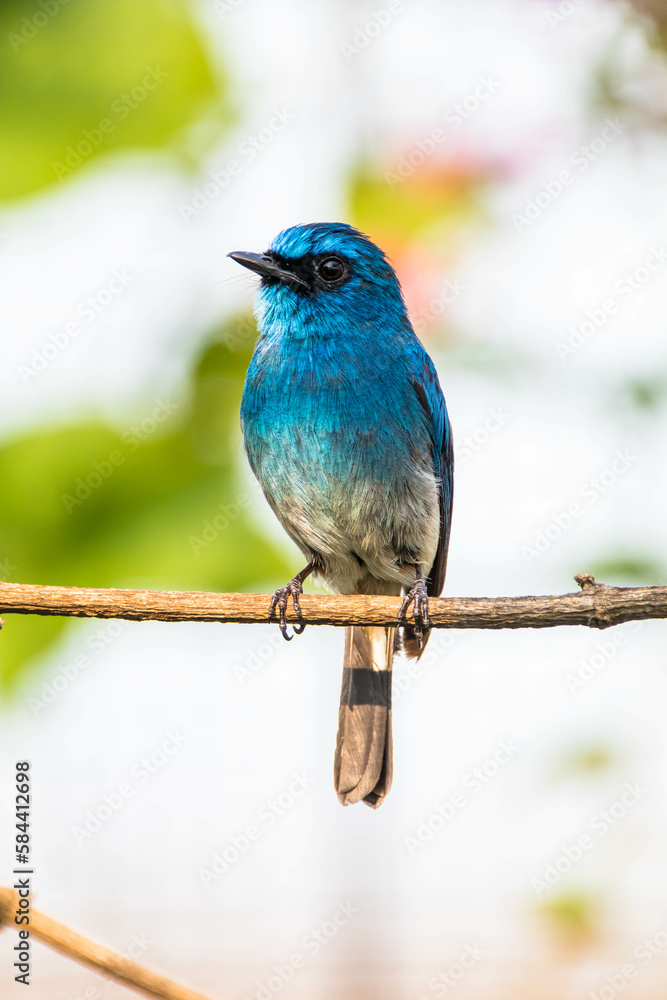 The indigo flycatcher (Eumyias indigo) is a species of bird in the Old World flycatcher family Muscicapidae. It is found in Indonesia The indigo flycatcher (Eumyias indigo) is a species of bird in the Old World flycatcher family Muscicapidae. It is found in Indonesia