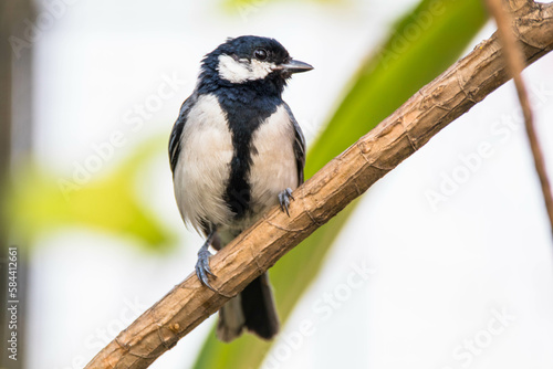 The great tit (Parus major) is a passerine bird in the tit family Paridae