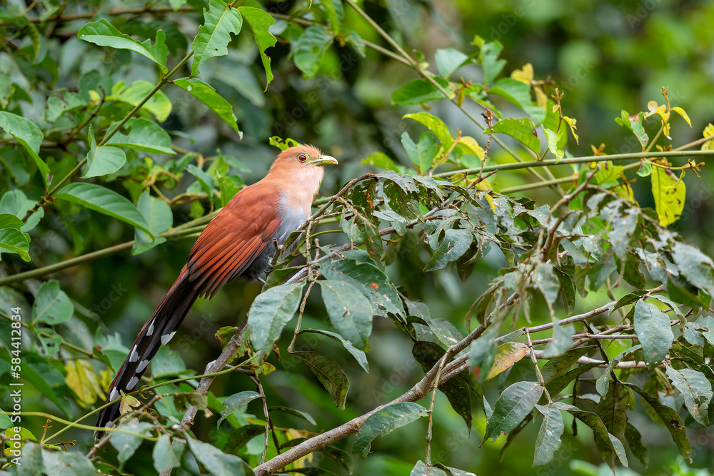 squirrel cuckoo (Piaya cayana) sitting in the bush in Cano Negro Wildlife Refuse in Costa Rica squirrel cuckoo (Piaya cayana) sitting in the bush in Cano Negro Wildlife Refuse in Costa Rica