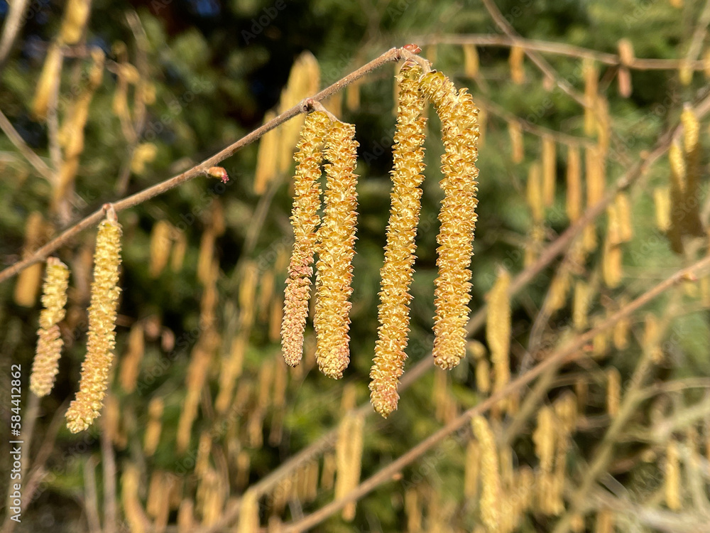 Hazelnut catkin, Corylus avellana Hazelnut catkin, Corylus avellana