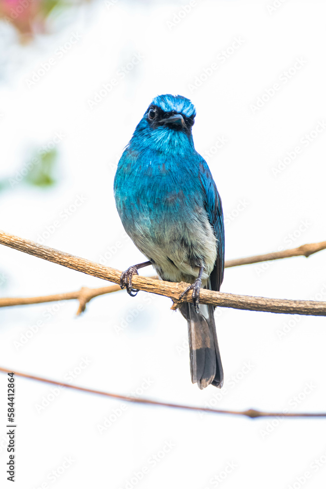 Obraz premium The indigo flycatcher (Eumyias indigo) is a species of bird in the Old World flycatcher family Muscicapidae. It is found in Indonesia
