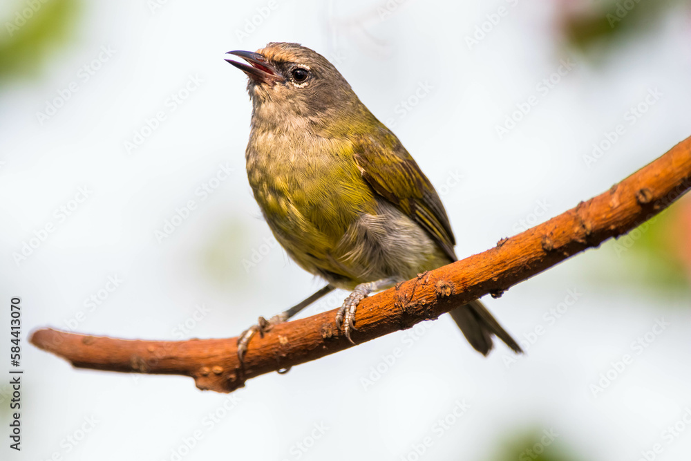 Fototapeta premium The Javan white-eye (Zosterops flavus) is a bird species in the family Zosteropidae that occurs in Java and Borneo
