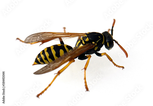 House wasp, Poistes dominula © Ruckszio