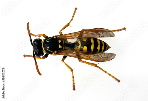 House wasp, Poistes dominula