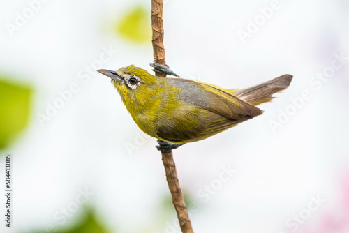 The Javan white-eye (Zosterops flavus) is a bird species in the family Zosteropidae that occurs in Java and Borneo photo