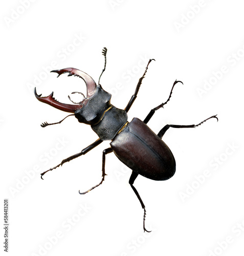 Stag beetle, Lucanus, cervus, Maennchen © Ruckszio