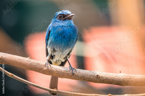 The indigo flycatcher (Eumyias indigo) is a species of bird in the Old World flycatcher family Muscicapidae. It is found in Indonesia photo