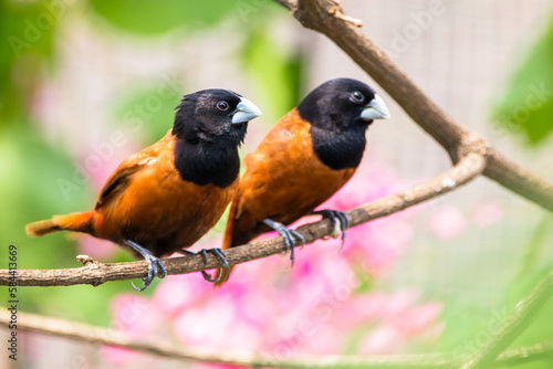 The black-faced munia (Lonchura molucca) is a species of estrildid finch found in Indonesia and East Timor