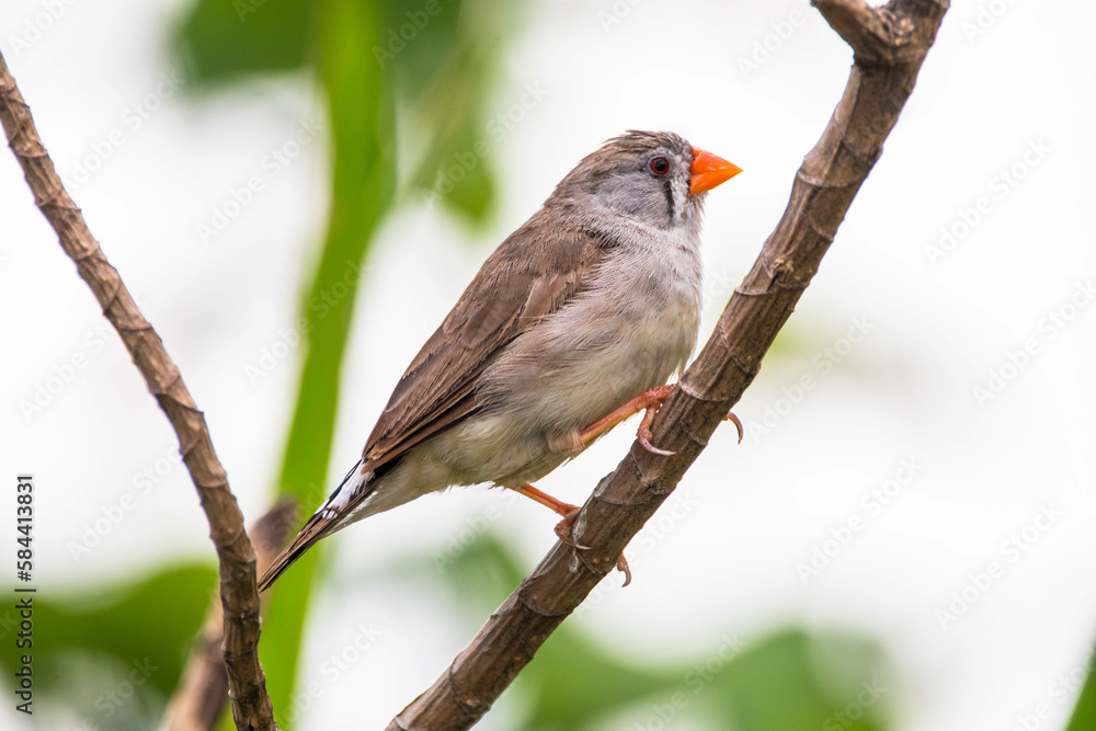 Fototapeta premium The Sunda zebra finch (Taeniopygia guttata) is a species of bird in the family Estrildidae
