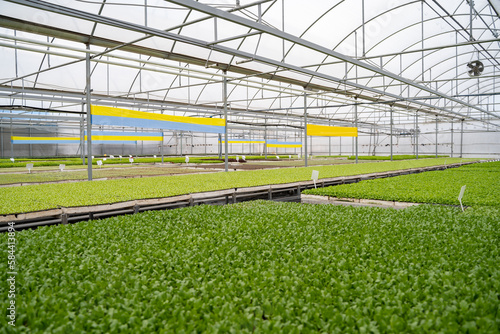Capsicum seedlings in the greenhouse
