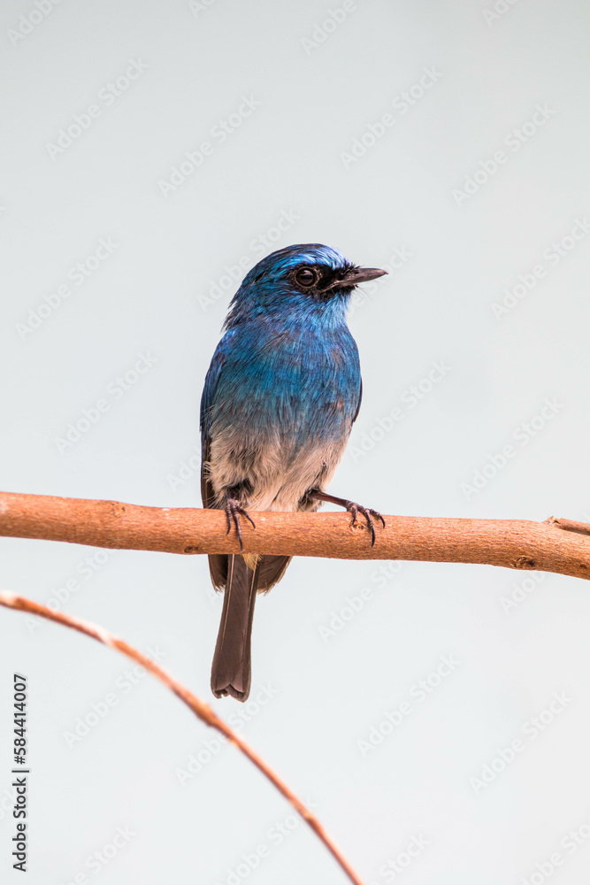 The indigo flycatcher (Eumyias indigo) is a species of bird in the Old World flycatcher family Muscicapidae. It is found in Indonesia The indigo flycatcher (Eumyias indigo) is a species of bird in the Old World flycatcher family Muscicapidae. It is found in Indonesia