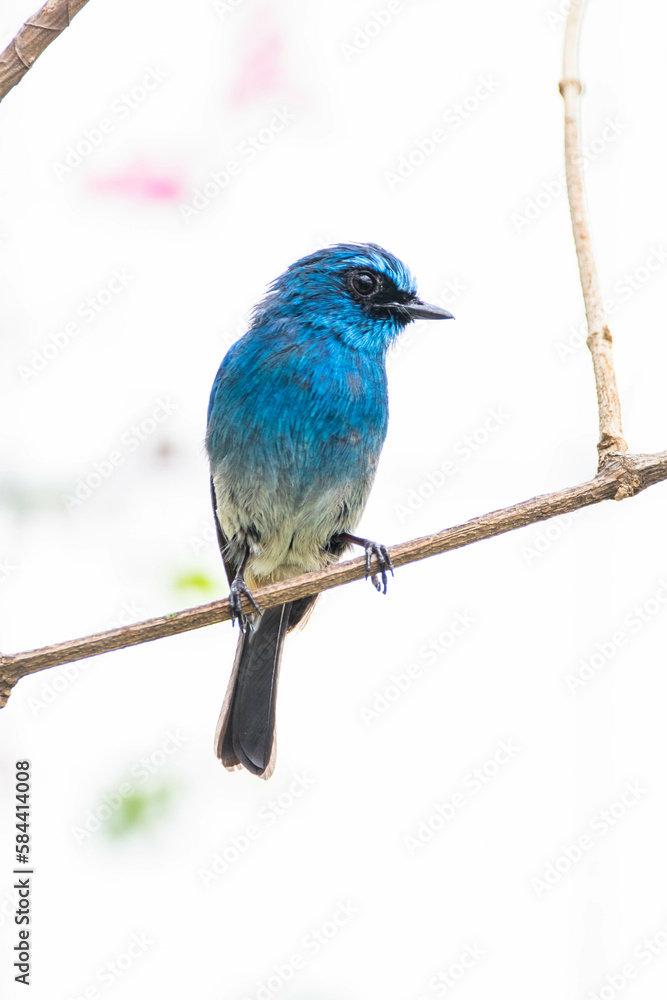The indigo flycatcher (Eumyias indigo) is a species of bird in the Old World flycatcher family Muscicapidae. It is found in Indonesia The indigo flycatcher (Eumyias indigo) is a species of bird in the Old World flycatcher family Muscicapidae. It is found in Indonesia