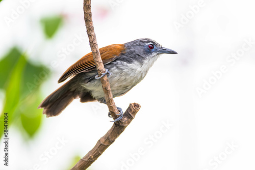 The white-breasted babbler (Stachyris grammiceps) is a species of bird in the family Timaliidae. It is endemic to the island of Java in Indonesia photo