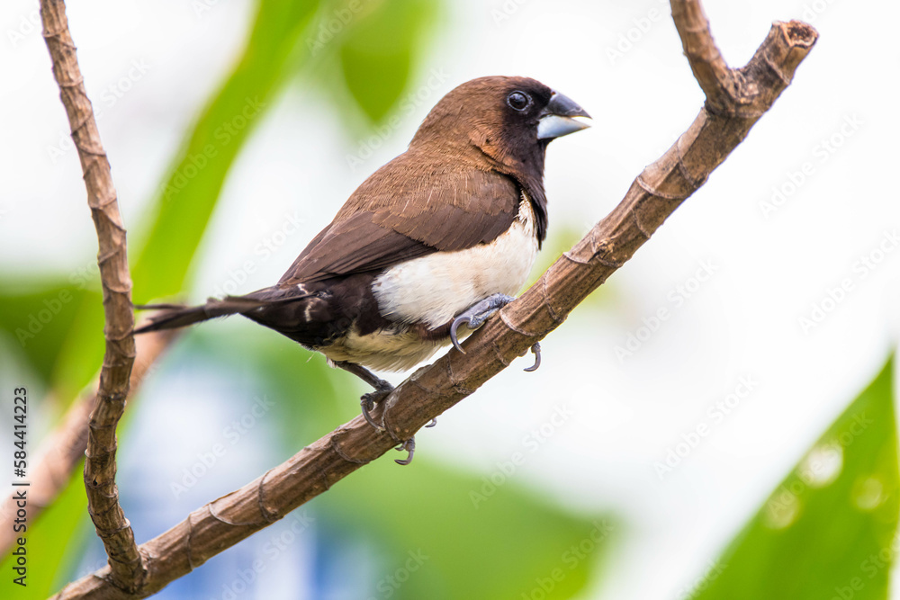 Fototapeta premium The Javan munia (Lonchura leucogastroides) is a species of estrildid finch native to southern Sumatra, Java, Bali and Lombok islands in Indonesia