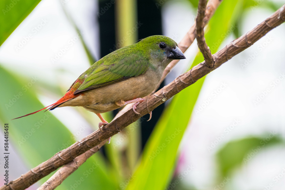 Obraz premium The pin-tailed parrotfinch (Erythrura prasina) is a common species of estrildid finch found in Southeast Asia