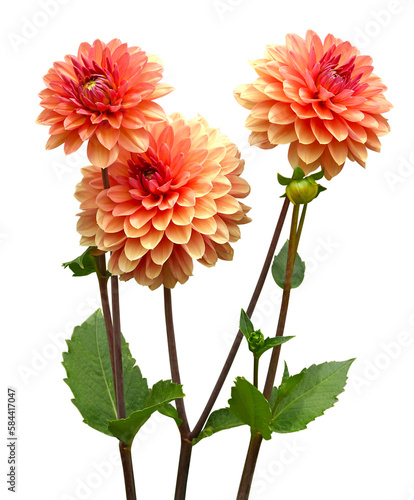 Fotografie Dahlia rose saumoné