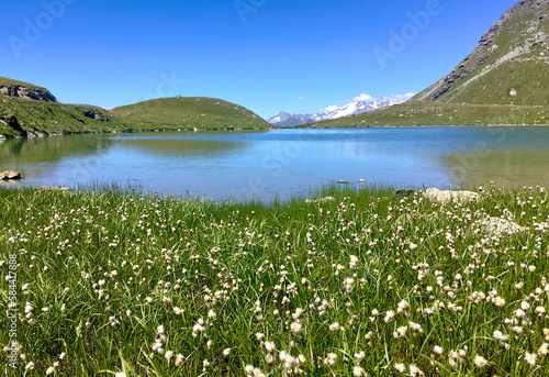  linaigrette flowers cotton grass in a meadow next to a lake in alpine mountains under blue sky