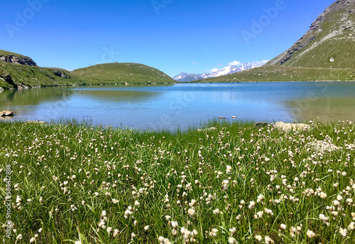 linaigrette flowers cotton grass in a meadow next to a lake in alpine  mounta...