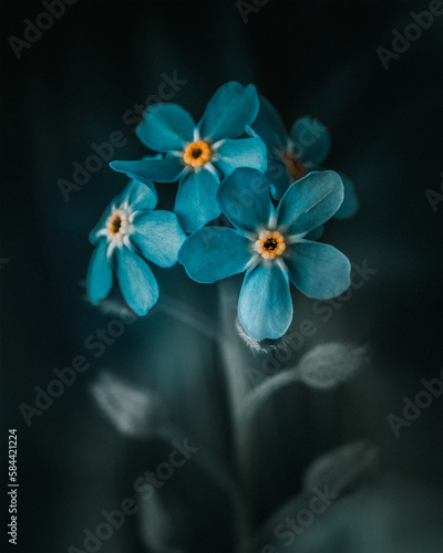 blue flower © Aydemir