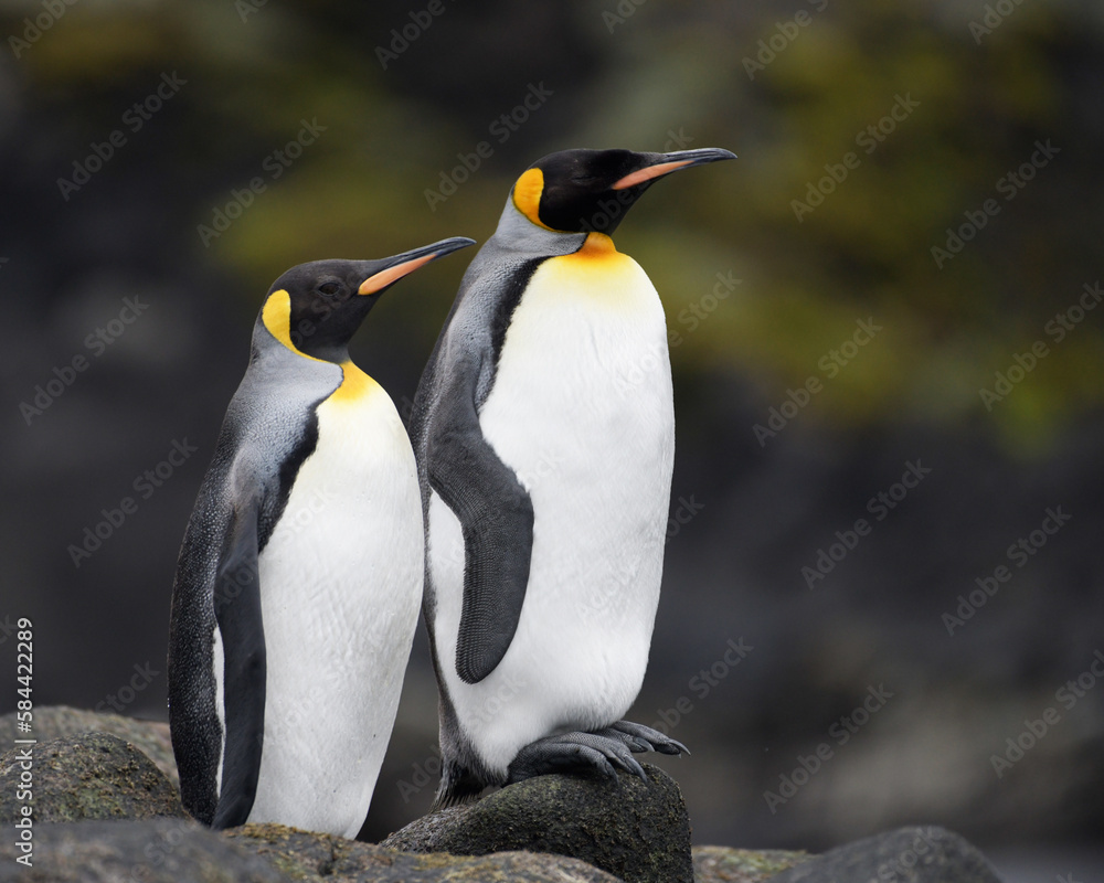 Obraz premium king penguin on the rocks