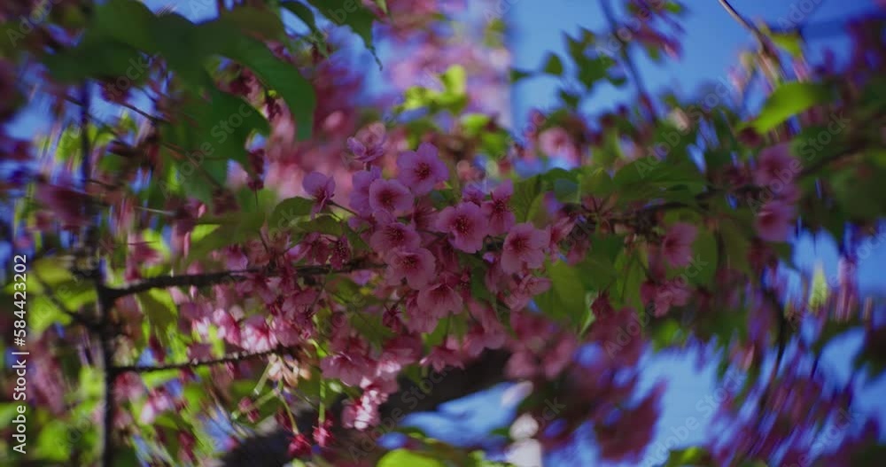 A 2x slow motion of Kawazu cherry blossoms close up handheld A 2x slow motion of Kawazu cherry blossoms close up handheld