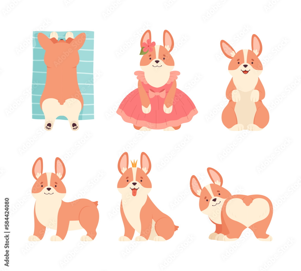 Welsh Corgi with Short Legs and Brown Coat in Different Pose Vector Set
