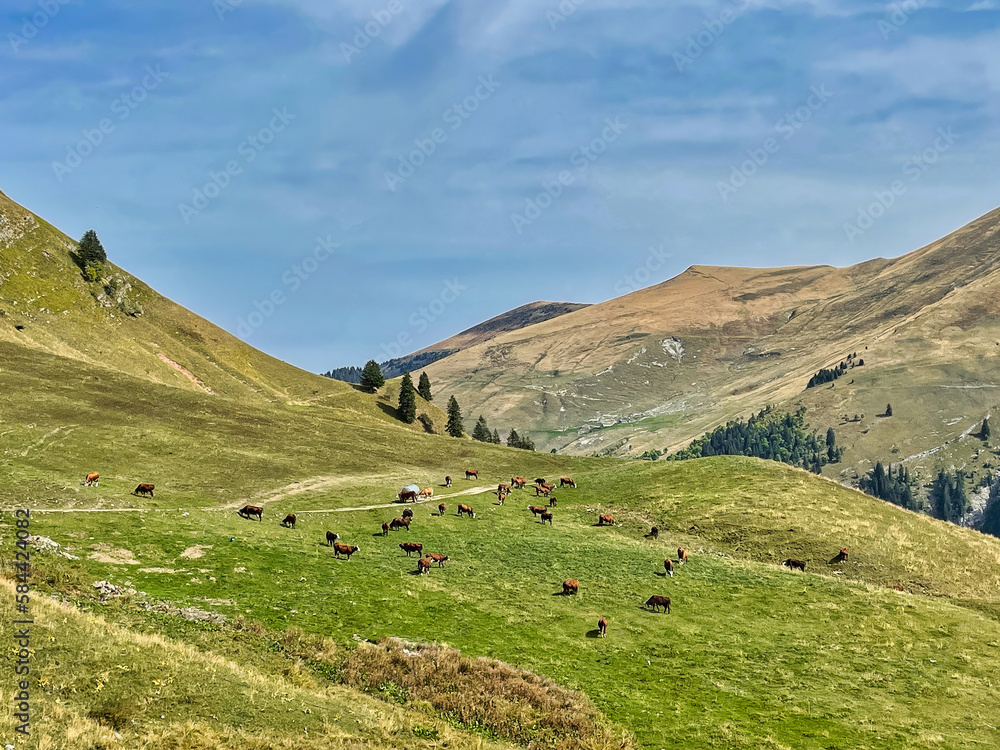 cows on meadow in mountains
