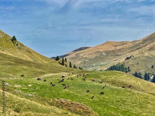 cows on meadow in mountains