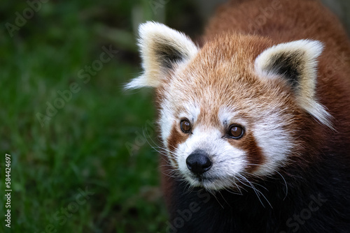 Ein roter Panda im Portrait 
