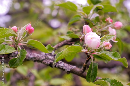 Fresh beautiful flowers of the apple tree blooming in the spring.Blooming branches of apple trees, orchard, garden