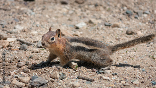 Golden Mantled Ground Squirrel at Yellowstone National Park near Mammoth Hot Springs