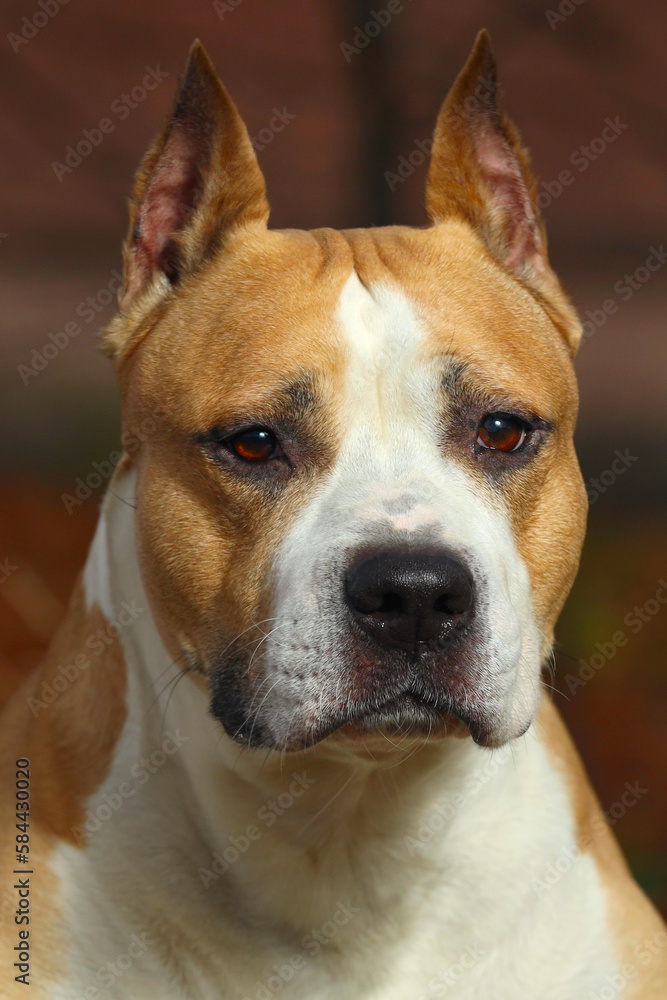 Staffordshire terrier close up in nature