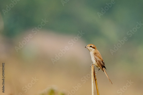 Shrike bird on a branch from Rajkandi forest sylhet Bangladesh © Iqbal