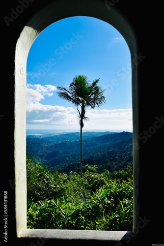 Rainforest, Beach, Palm tree