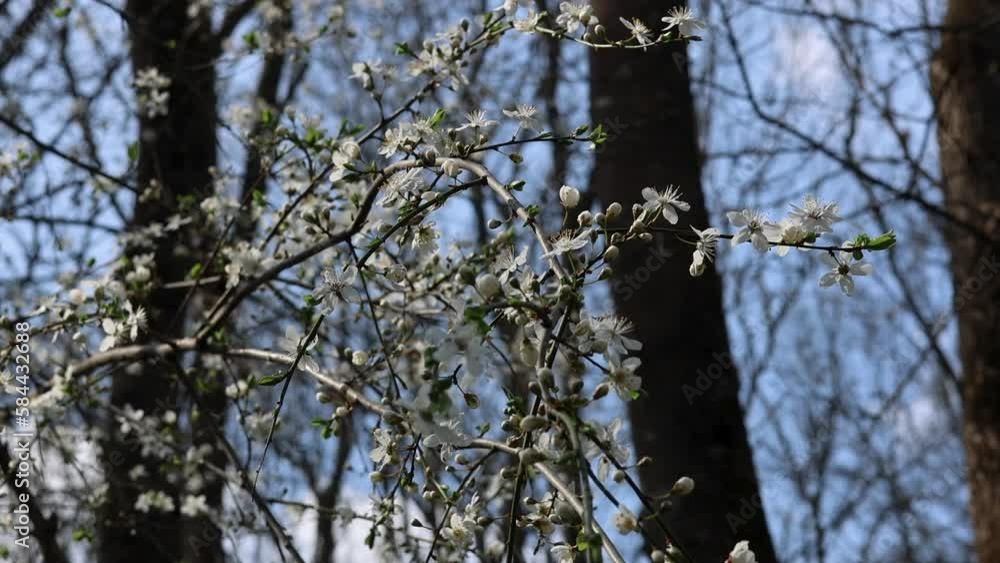 tree branches with green buds and white flowers slow motion 120 fps tree branches with green buds and white flowers slow motion 120 fps
