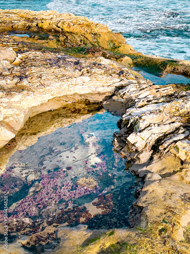Sea anemone in rocks by the ocean