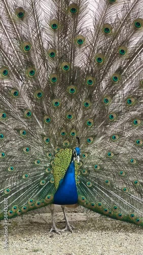 Portrait of a peacock. Macro shot of the Peacock showing his feathers. photo