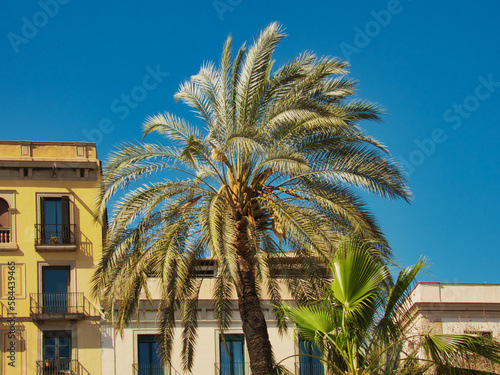 Palm tree in the city. Barcelona, ​​Spain