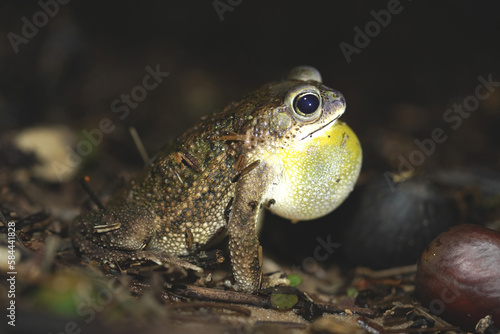 Rhinella Cane Toad with inflated subsonic resonant bladder looking for a mate at night on the banks of the Rio Tapajos in the Amazon rainforest. State of Para near the village Solimoes, Brazil. photo