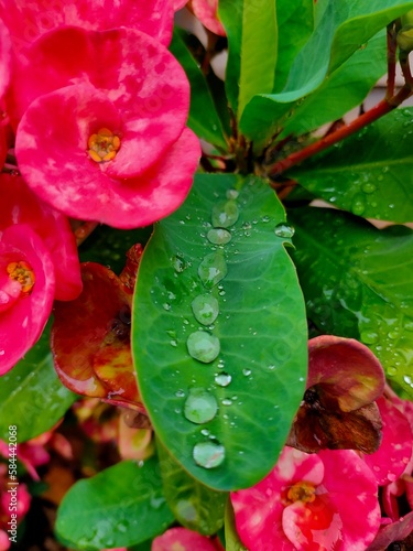 water drops on pink flower