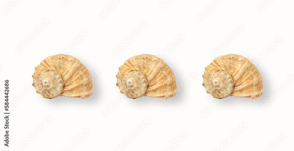 Shells on white background, minimalist banner Shells on white background, minimalist banner