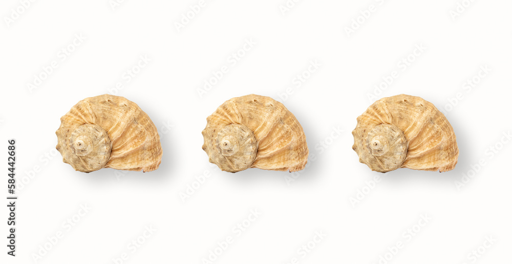 Shells on white background, minimalist banner