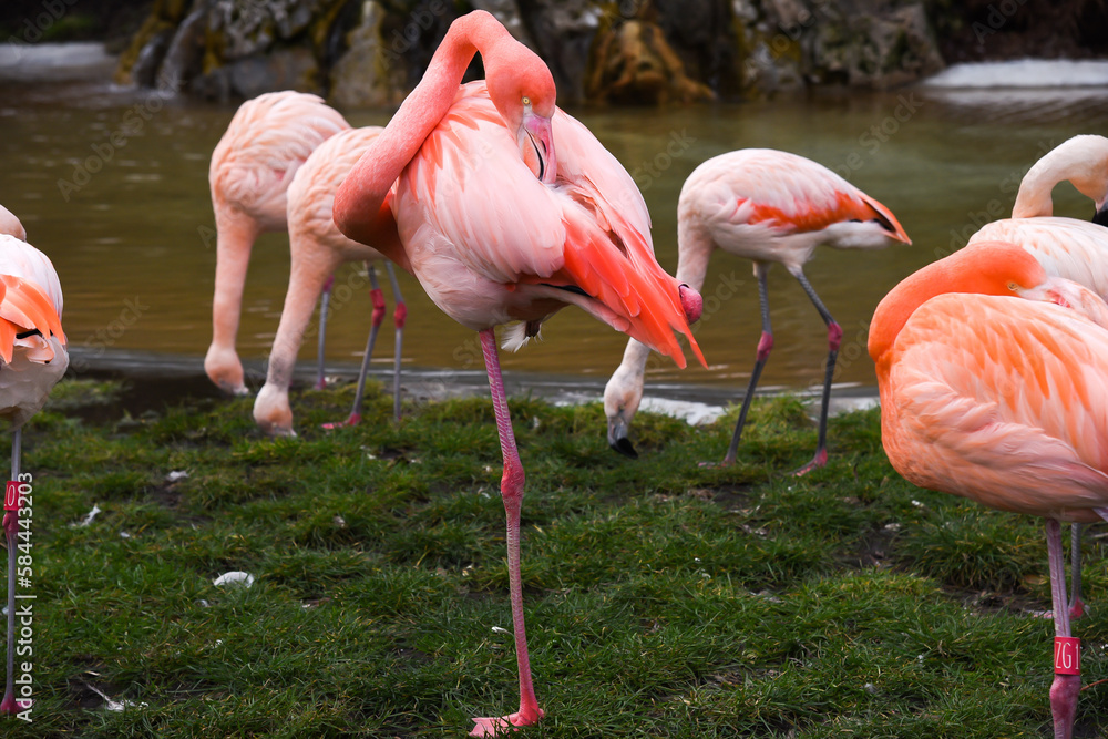 pink flamingo on the water