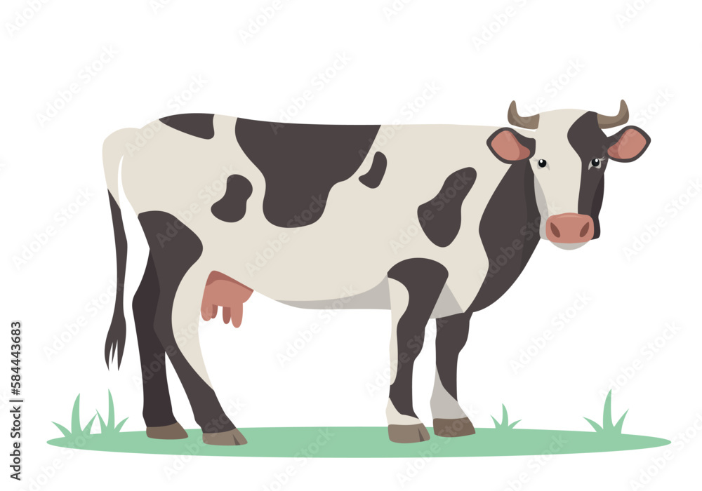 White and black Cow. Best Beef Cattle Breed. Dairy cattle. Farm animal. Vector flat or cartoon illustration icon isolated on white backfround.