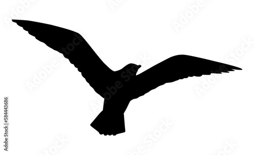 Bird seagull illustration on white background